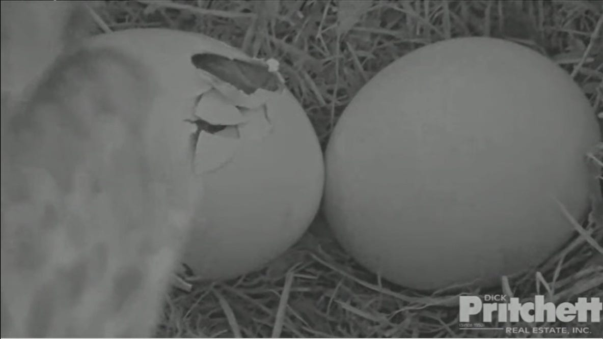 First eaglet hatches in Harriet's Southwest Florida nest
